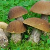 Kako kiseliti butternut tikvice za zimu